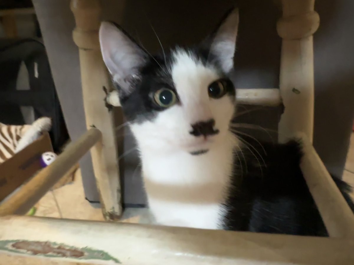 BonneHellcat66's tweet photo. Billie was born with IT🧔🏻♀️❤️🔥🖤🤍 #XKittens #CatsOfX #XCats #Caturday 🐾 https://t.co/JLUHg43UDR