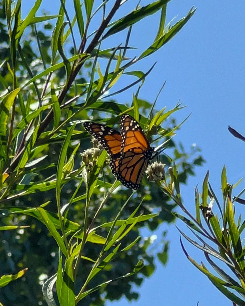 California State Parks Foundation tweet media