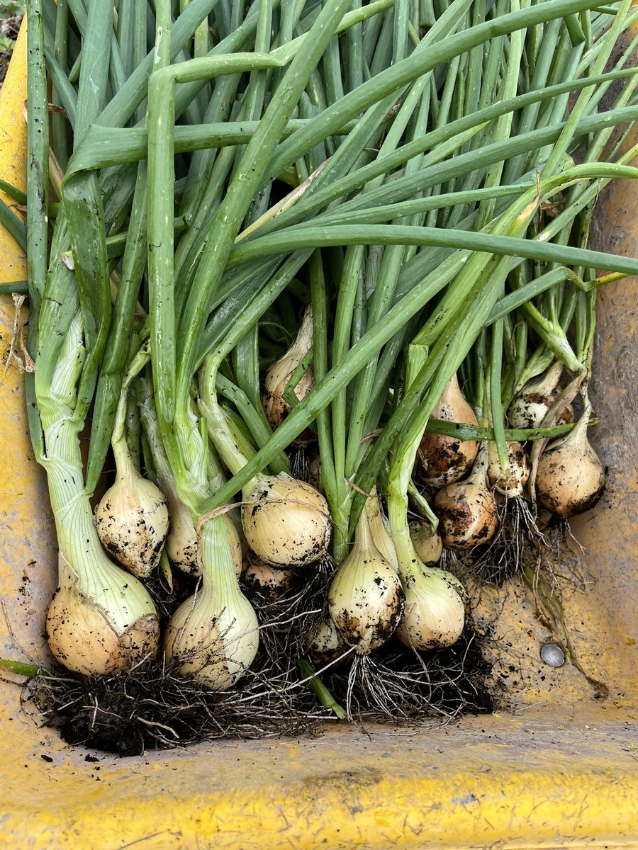 tweetsbyMMG's tweet photo. Onion harvest is looking good Stuttgarter grown from seed. #growyourown #gardening https://t.co/qwHUTYHF9g