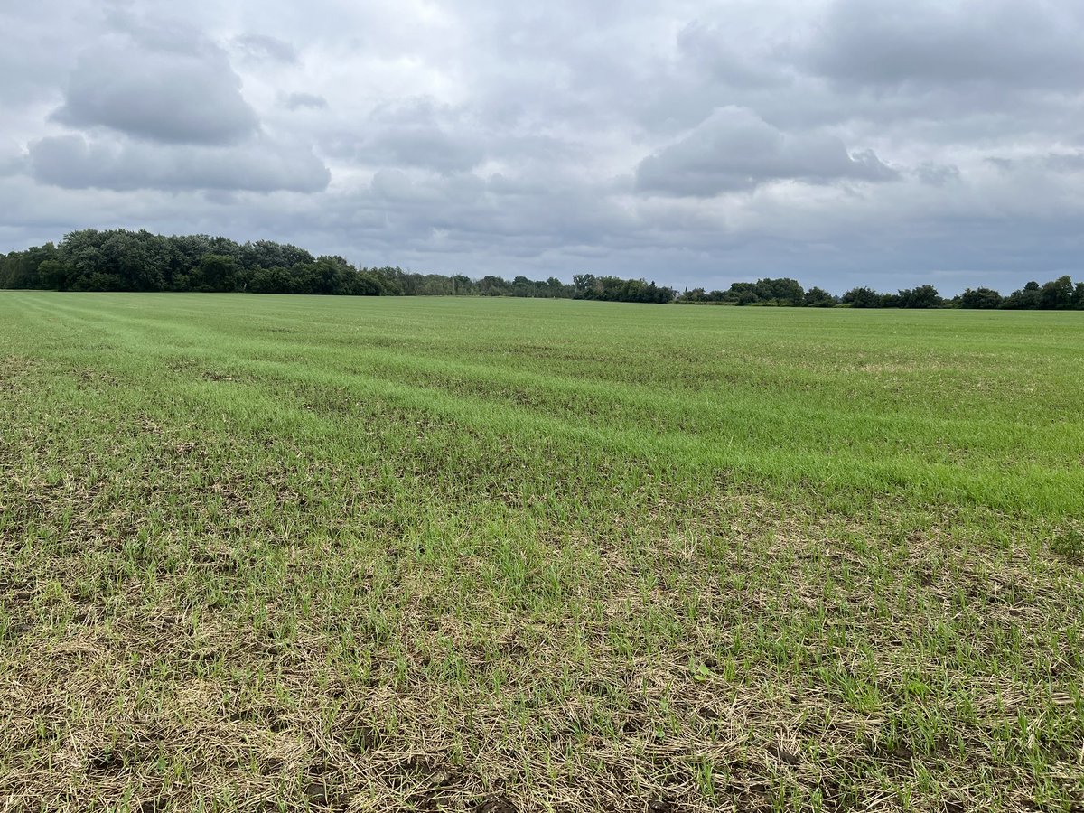 CedarGroveFarm's tweet photo. @MikeSwidersky All kinds of grass here too! And the oat/pea/volunteer wheat cover crop is coming along nicely too for fall grazing 👌🏻 https://t.co/nJIjLzxq4L