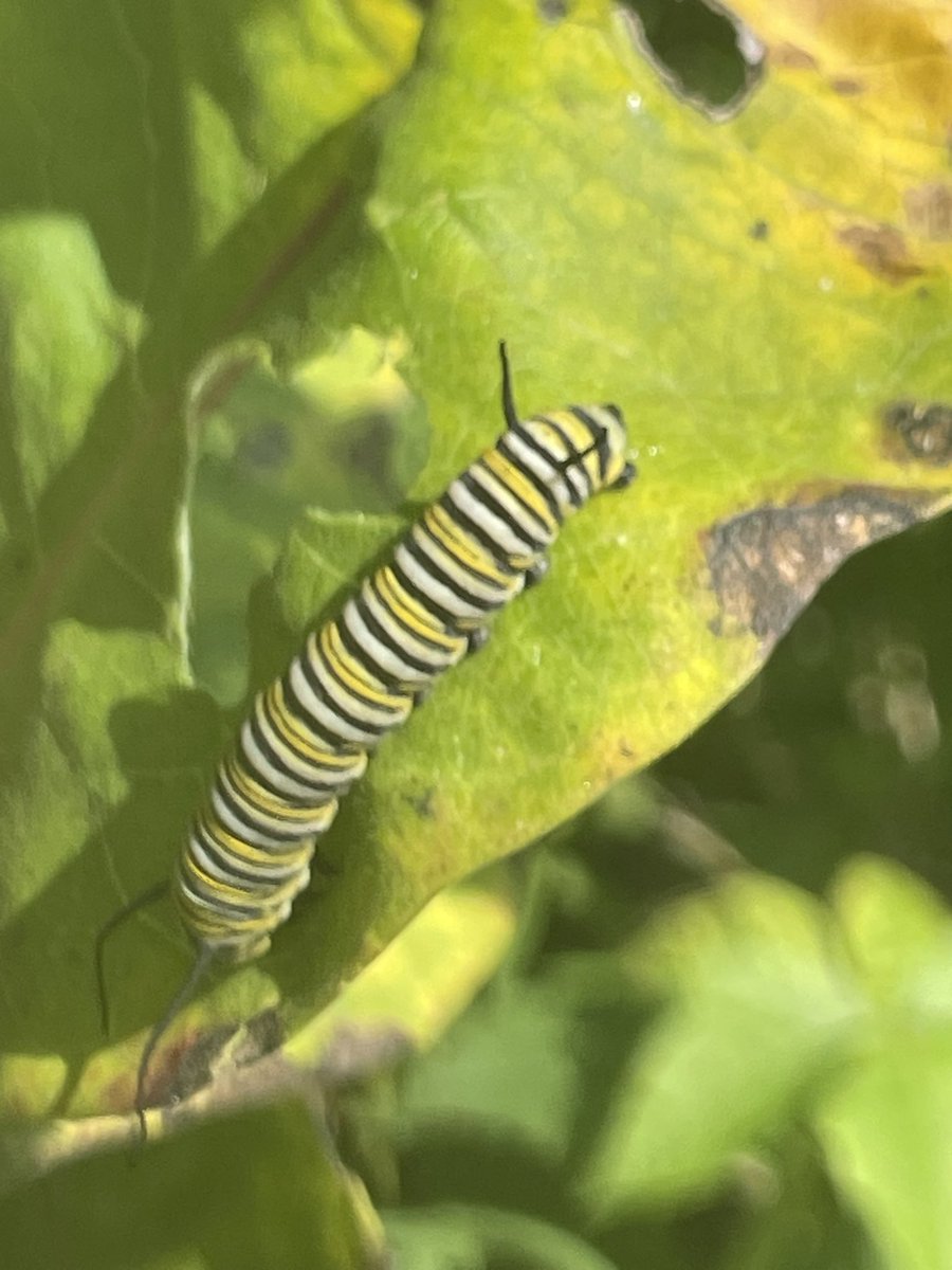 The Milkweed is host to a portion of the Monarch butterfly’s life cycle. Across the drive,the old dead Apple orchard always has a few of this wild plant. Today I spotted a #monarchbutterfly caterpillar, eating it’s way to be a cocoon. #summer2023 #berkeleycountywv #poorhouseroad