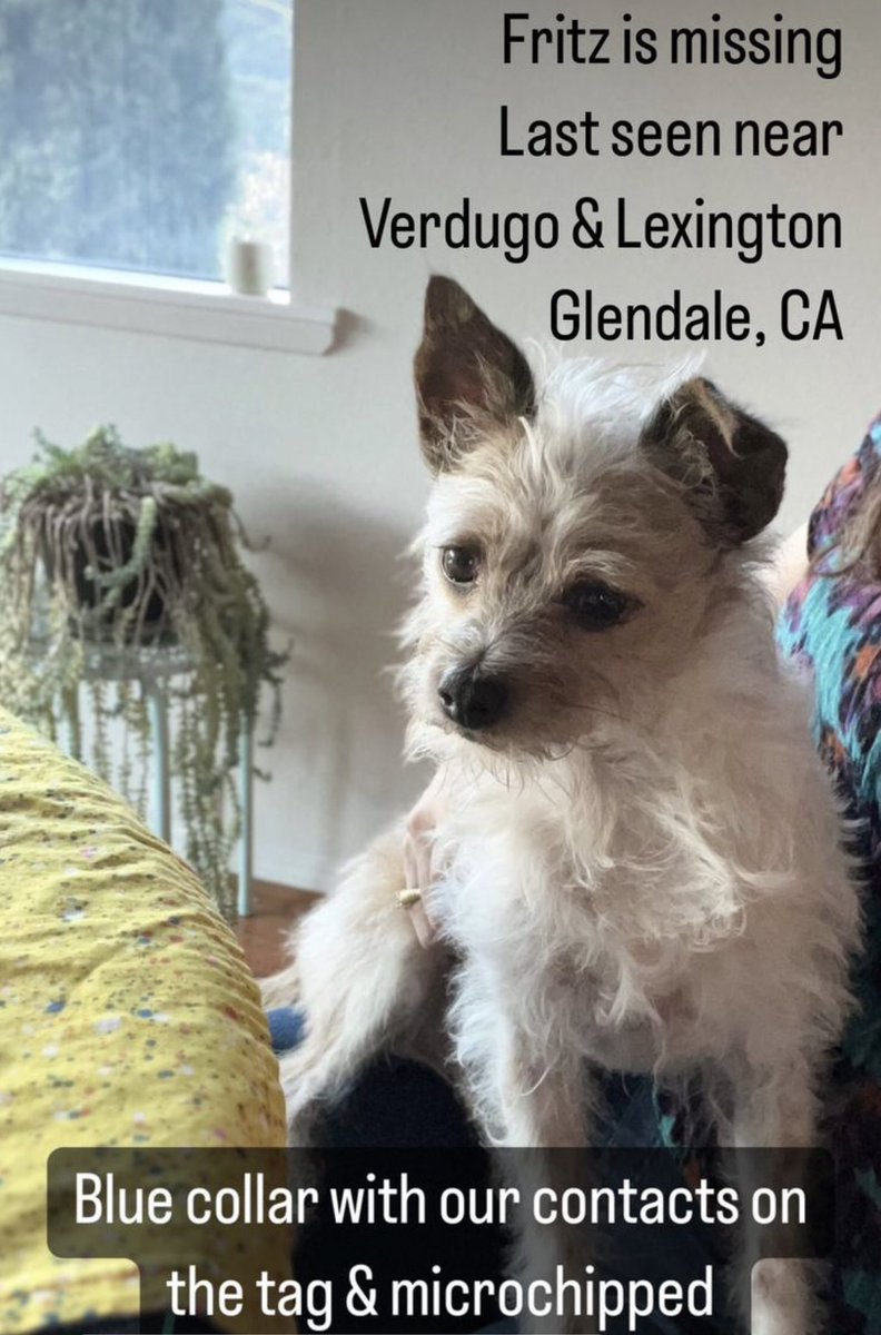 FRITZ IS STILL MISSING. This little dog could be anywhere between N Jackson and St. Andrew’s on Chevy Chase in Glendale. Has a collar with owner’s number on it. PLEASE SHARE. BIG STORM COMING TOMORROW.