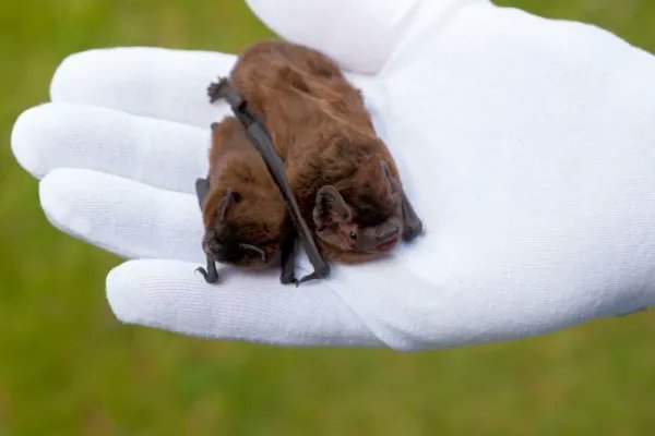 Bat Conservation Trust tweet media