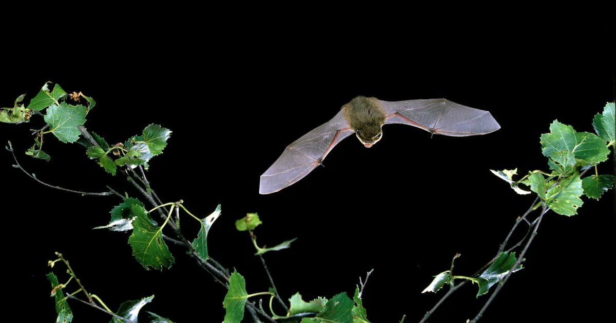 There are over 1,400 species of bats in the world, making up 1/5 of all mammal species and 1/4 of British mammals. Four of the UK’s 17 breeding bat species are red listed as being at risk of extinction. Learn more about UK bat species: buff.ly/3ubI3Cz