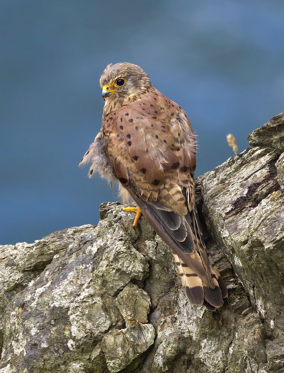 stevesando1's tweet photo. Kestrel on the Cornish coast.
@CBWPS1 #birdphotography #birds #BirdsOfTwitter #BirdsSeenIn2023 #NaturePhotography #birding #TwitterNatureCommunity #wildlifephotography https://t.co/IIgBqkWDcM