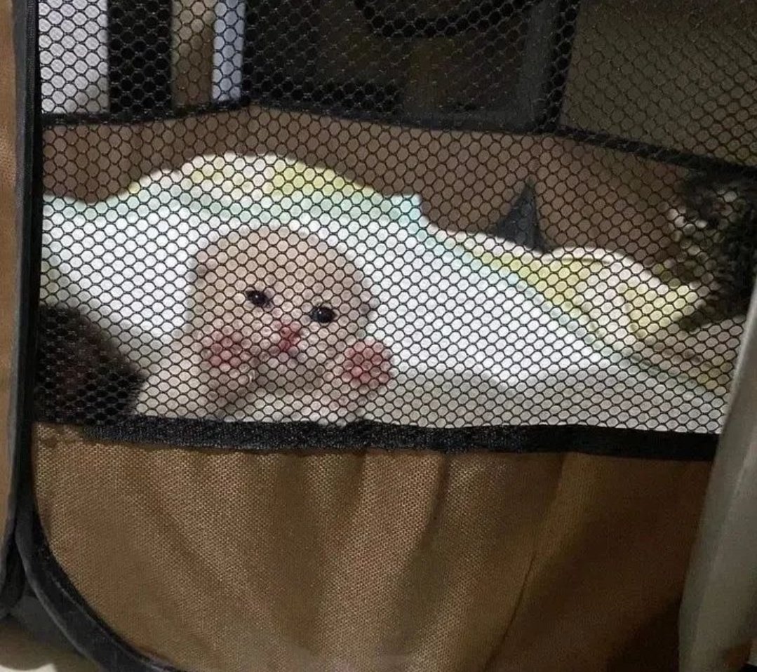 ShouldHaveCat's tweet photo. imprisoned for tiny crimes https://t.co/7pq0gyhfn9