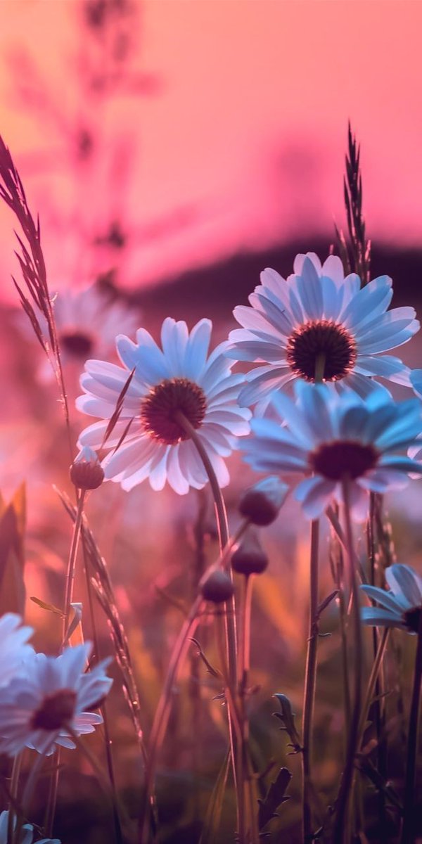 gedik_berfin's tweet image. #İnce düşünme üşütürsün….
    💚💚

Uzun yaşamak istiyorsa , duygusal olma…. 
  𝓑𝓮𝓻𝓯𝓲𝓷𝓬𝓮
#Mutlu akşamlar dostlar. Hoş kalın.. 

#GoodEvening