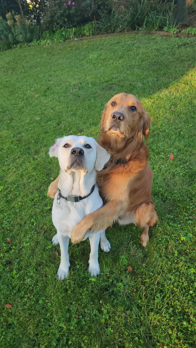 "Please, sir, can we have some more... treats? It's been over an hour - we're practically starving, wasting away from treat deprivation! The struggle is real." - Shadow and Chance #dogs