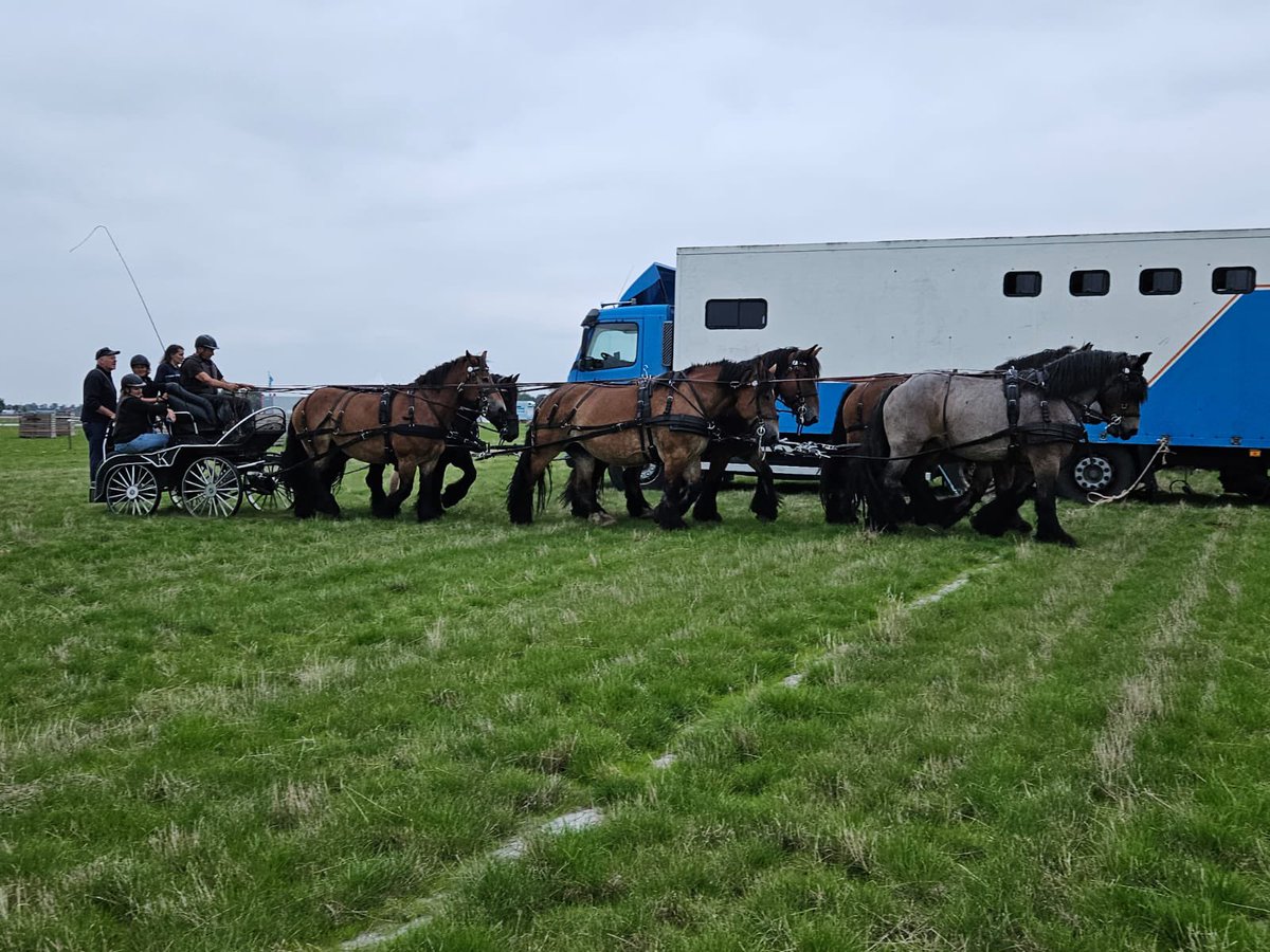ronbrink61's tweet photo. Morgen rij ik demonstratie #zesspan #mennen op de #phcnoordwelle met 5 eigen paarden en Lotje. Dank Karlijn Schellings dat Lotje mijn 6e paard mag zijn! Donderdag geoefend, het is een topspan. Dank aan het hele #team! @AnnQYHH @arink88 Ires, Adri, Willem, Karlijn. https://t.co/CqTT4O3WFb