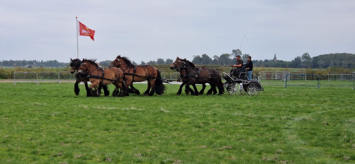 ronbrink61's tweet photo. Morgen rij ik demonstratie #zesspan #mennen op de #phcnoordwelle met 5 eigen paarden en Lotje. Dank Karlijn Schellings dat Lotje mijn 6e paard mag zijn! Donderdag geoefend, het is een topspan. Dank aan het hele #team! @AnnQYHH @arink88 Ires, Adri, Willem, Karlijn. https://t.co/CqTT4O3WFb
