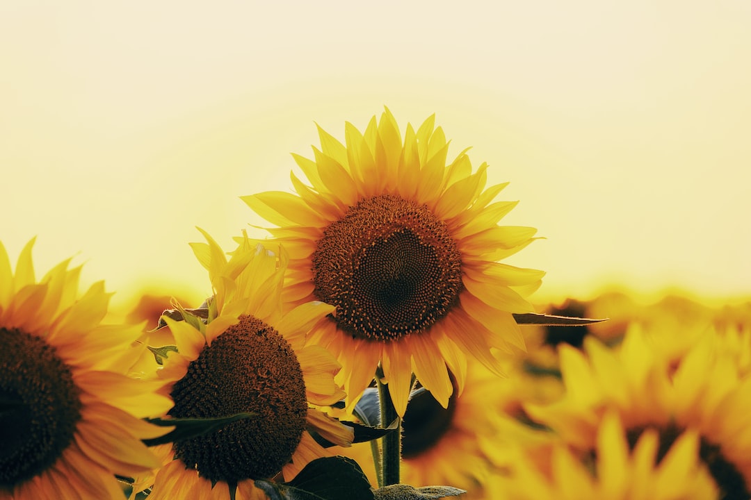 Good weekend from Sunflower Notary LLC 🌻. Remember, you won't worry with us handling your loan signing! #WeekendVibes #NotaryLife #LoanSigningAgent #SunflowerNotaryLLC #Relaxation