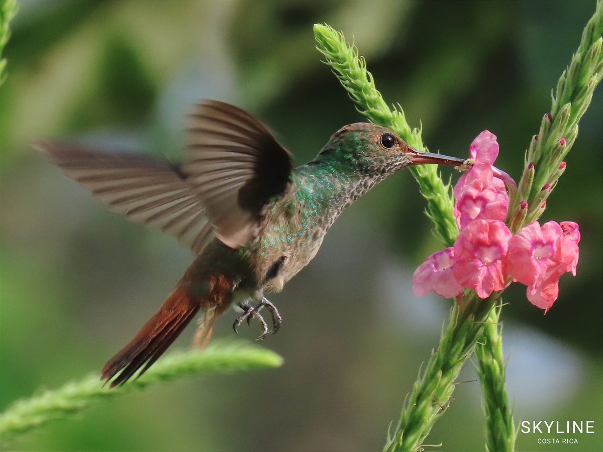 EnocPalma's tweet photo. #PhotographyDay
#InternationalPhotographyDay
#WorldPhotographyDay
#SkylineCostaRica https://t.co/HtXlhr1AIr