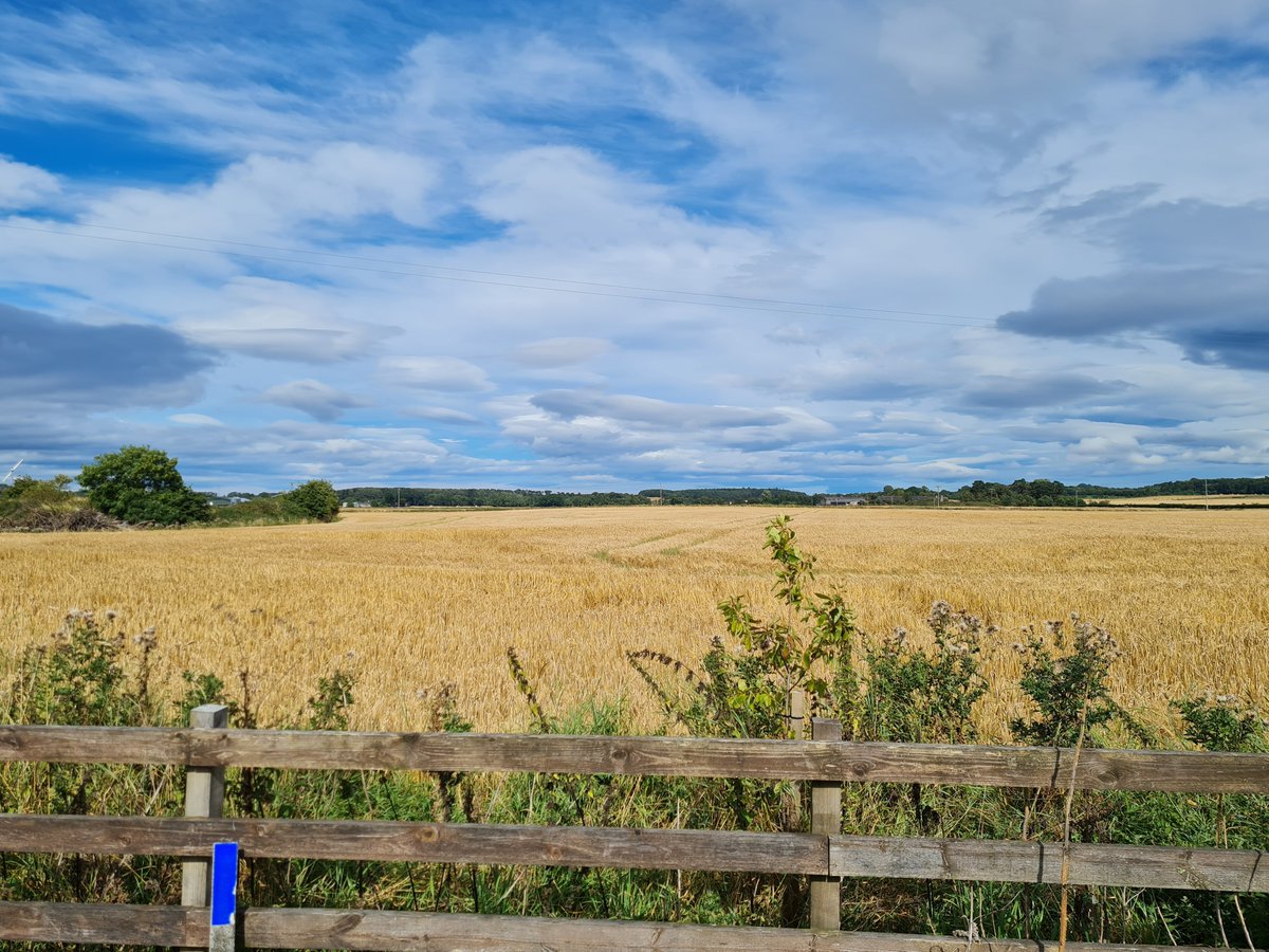 Barley; in other words, fields and fields of #Whisky waiting to happen 🥃🥃🥃