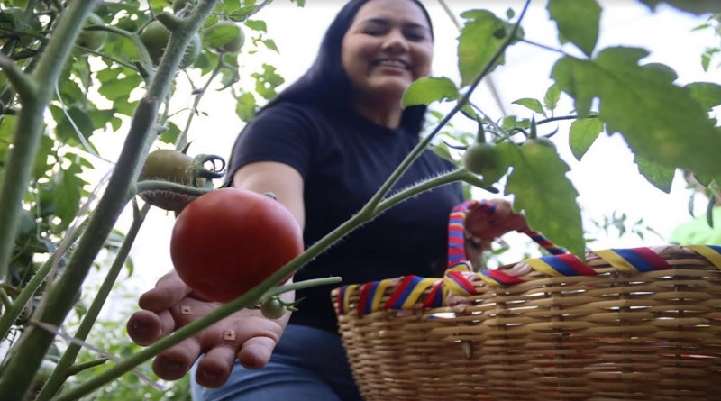 VTVcanal8's tweet photo. Inicia cosecha de tomates en casa de cultivo en Caracas

#VenezuelaEsAfirmativa

https://t.co/aCKX4UiweD https://t.co/kPVwjd3jZF
