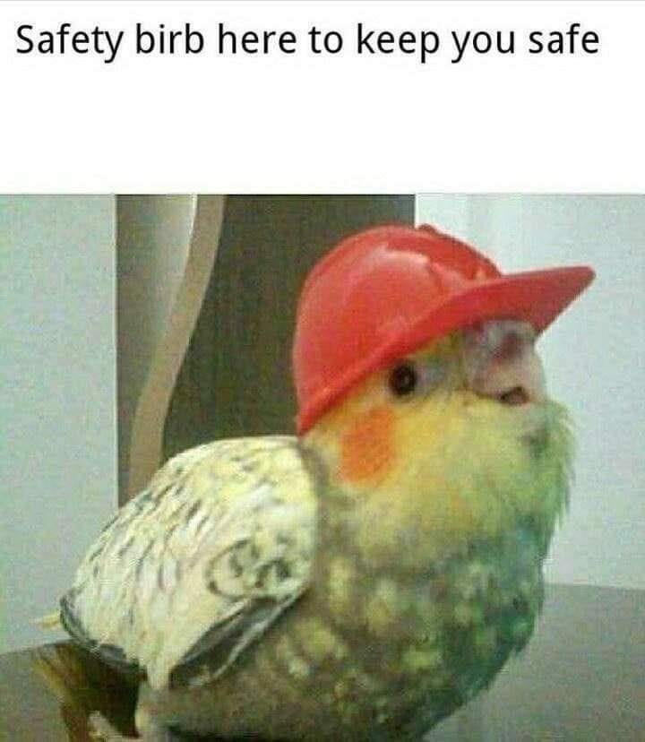 WholesomeMeme's tweet photo. https://t.co/3ci1zXgeyy