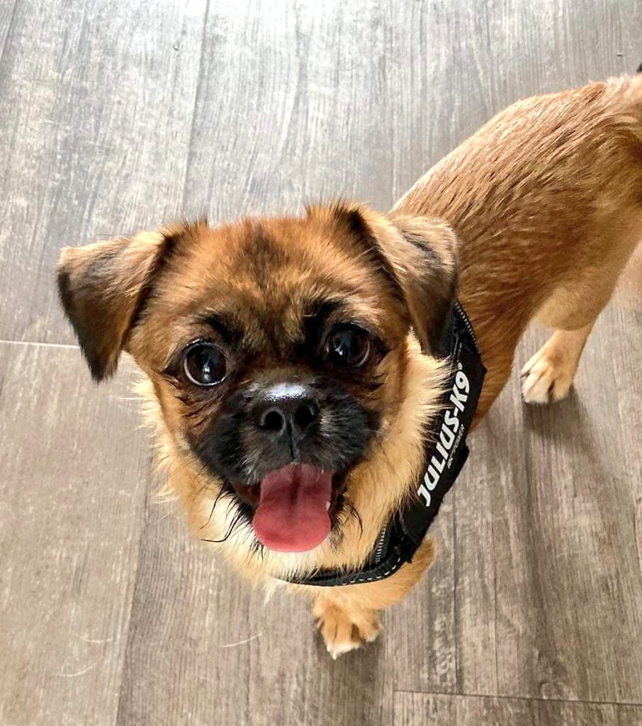 SCD_Rescue's tweet photo. JENNY
Jenny needs an urgent home, foster or forever.

Her foster is going away in a week and we really don’t want to move Jenny to kennels.

She is currently in Nottingham.

https://t.co/Nof1qnbmXa https://t.co/zhJZIB7Dxa
