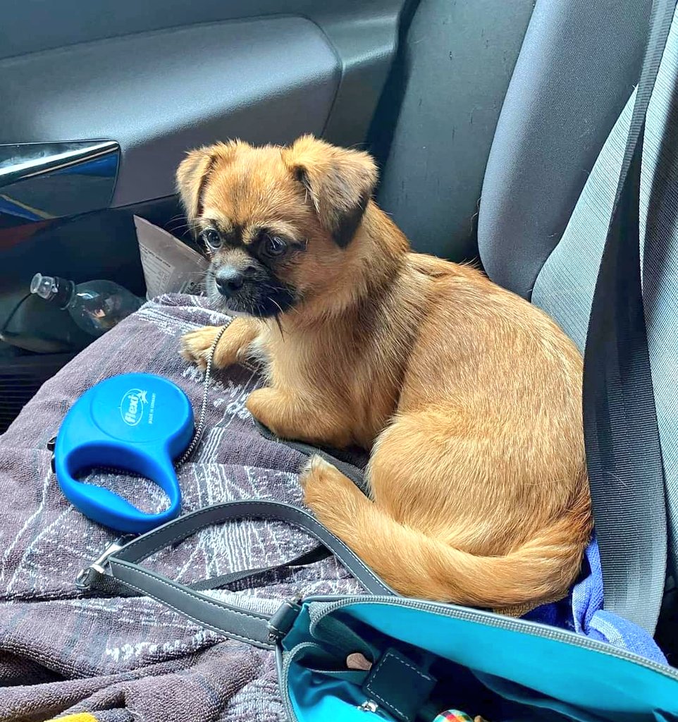SCD_Rescue's tweet photo. JENNY
Jenny needs an urgent home, foster or forever.

Her foster is going away in a week and we really don’t want to move Jenny to kennels.

She is currently in Nottingham.

https://t.co/Nof1qnbmXa https://t.co/zhJZIB7Dxa