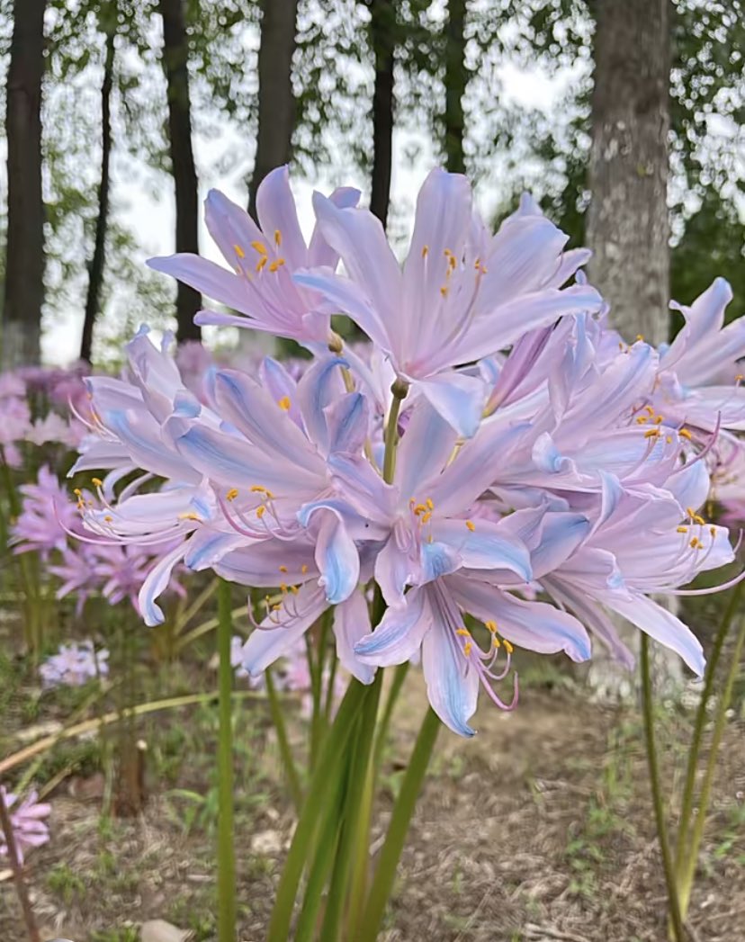 head empty, just lilies