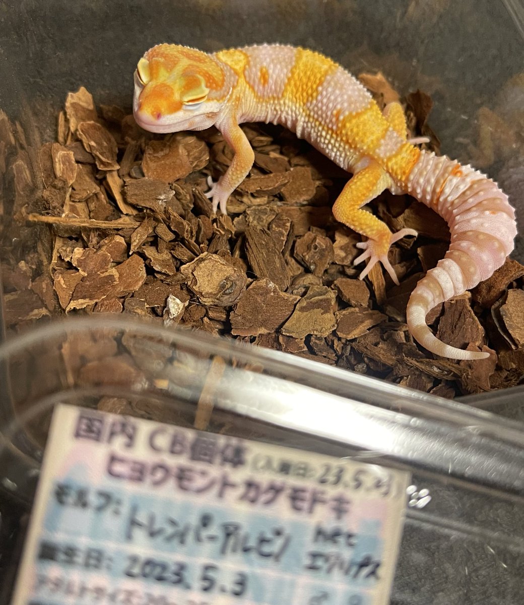 mame_leopa's tweet photo. #GECKOBASE さんに🦗買いに…？？

オレンジ色キレイなトレンパー君！
お迎えしてしまった😊
かわいい子気になる子沢山いすぎ��…
危険…いやいや、幸せ空間でした♡
@chan_Ree_ 
@sally61828 
来週の周年祭は行けませんが、
一周年おめでとうございます🥳
#レオパ
#ヒョウモントカゲモドキ https://t.co/iQiXXMtHw5