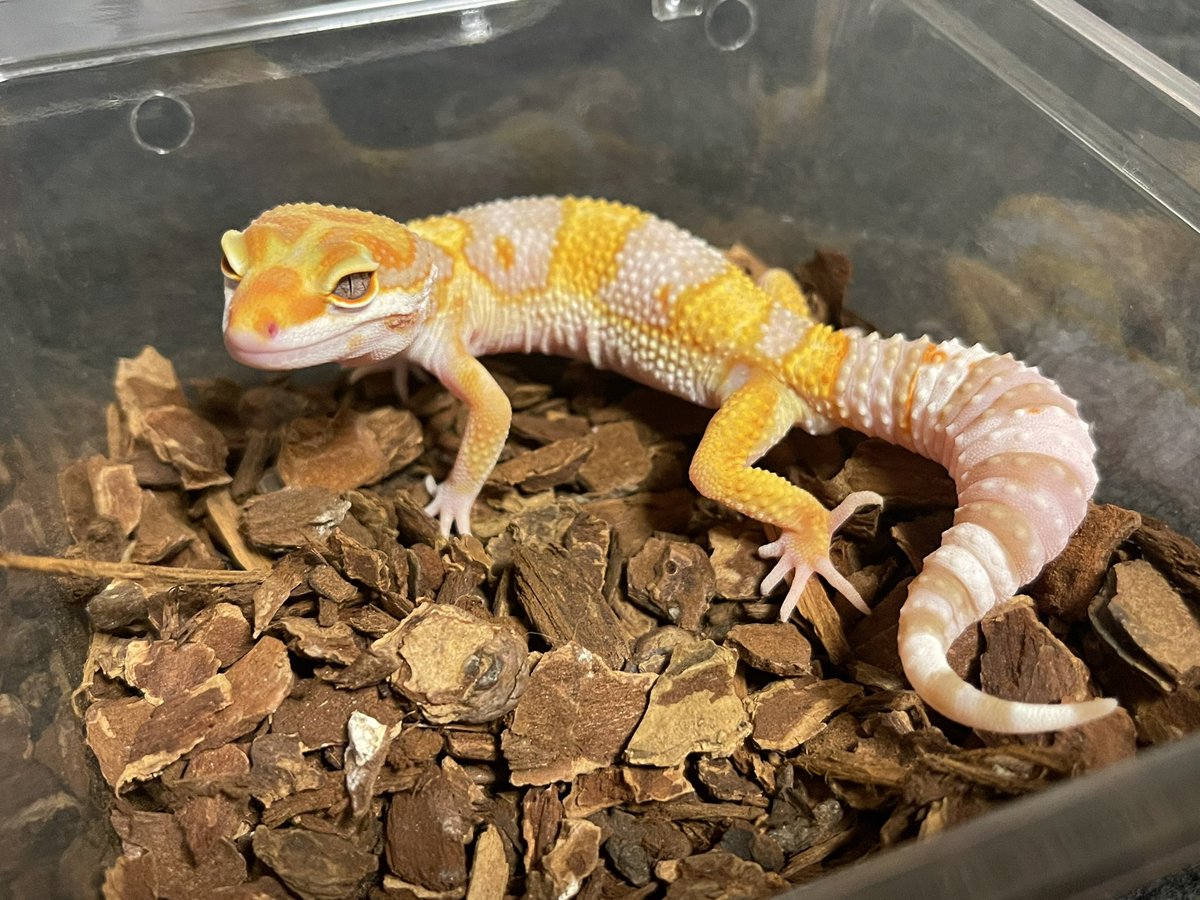 mame_leopa's tweet photo. #GECKOBASE さんに🦗買いに…？？

オレンジ色キレイなトレンパー君！
お迎えしてしまった😊
かわいい子気になる子沢山いすぎ��…
危険…いやいや、幸せ空間でした♡
@chan_Ree_ 
@sally61828 
来週の周年祭は行けませんが、
一周年おめでとうございます🥳
#レオパ
#ヒョウモントカゲモドキ https://t.co/iQiXXMtHw5