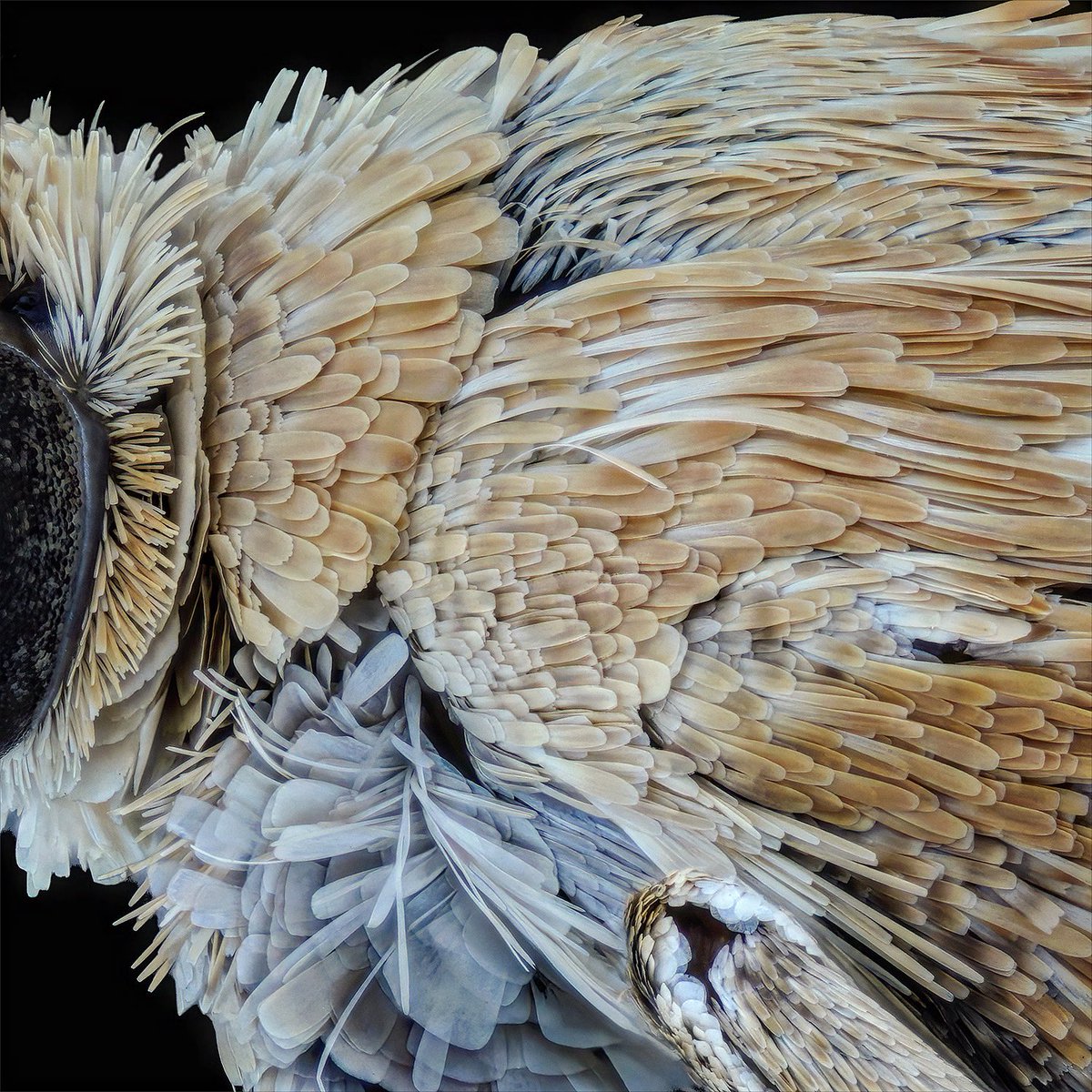 sagaOptics's tweet photo. Pyralidae moth. An unbelievably variable splendor of scales directly behind the head of this moth. The type of lighting and the matte look are reminiscent of an image from a scanning electron microscope.
#lepidoptera #moth #zünsler #pyralidae #insects #wingscales #scales #flügelschuppen