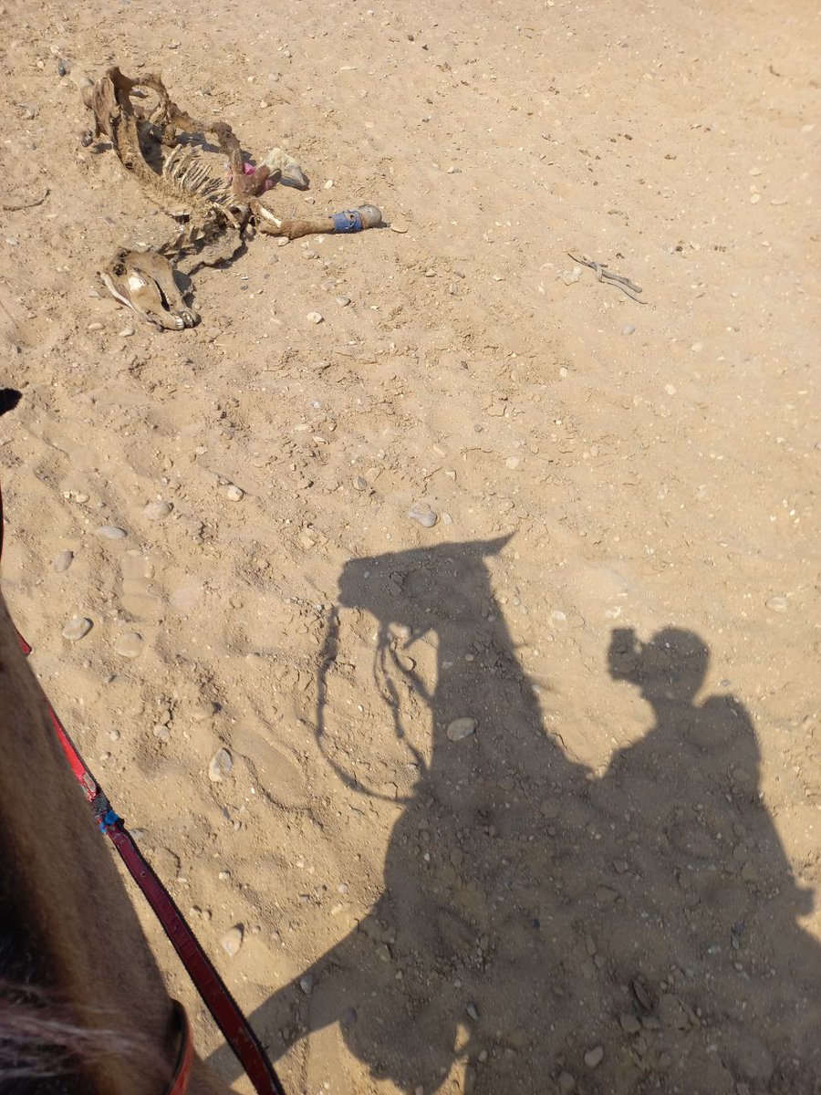 laudabilisaltus's tweet photo. one shadow, different scenes https://t.co/dwHDUCgG6f