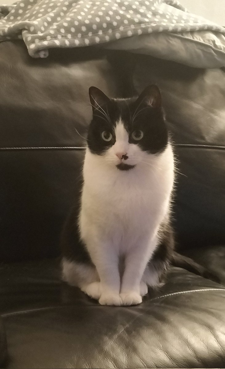 martika50's tweet photo. Misty is 3 today, think she is unhappy more has not been done to celebrate https://t.co/oQhAEXh9ak