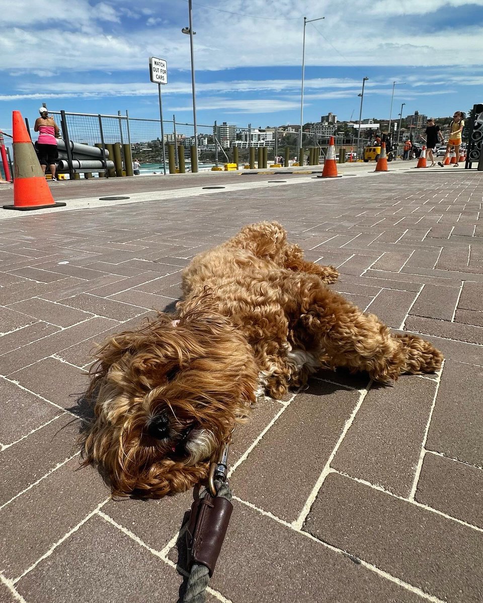 KymHuynh's tweet photo. this face i cannot #floof #floofy #floofster https://t.co/EfqKdwbvCe