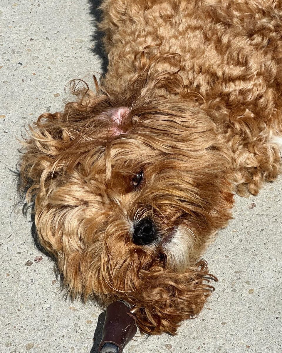 KymHuynh's tweet photo. this face i cannot #floof #floofy #floofster https://t.co/EfqKdwbvCe