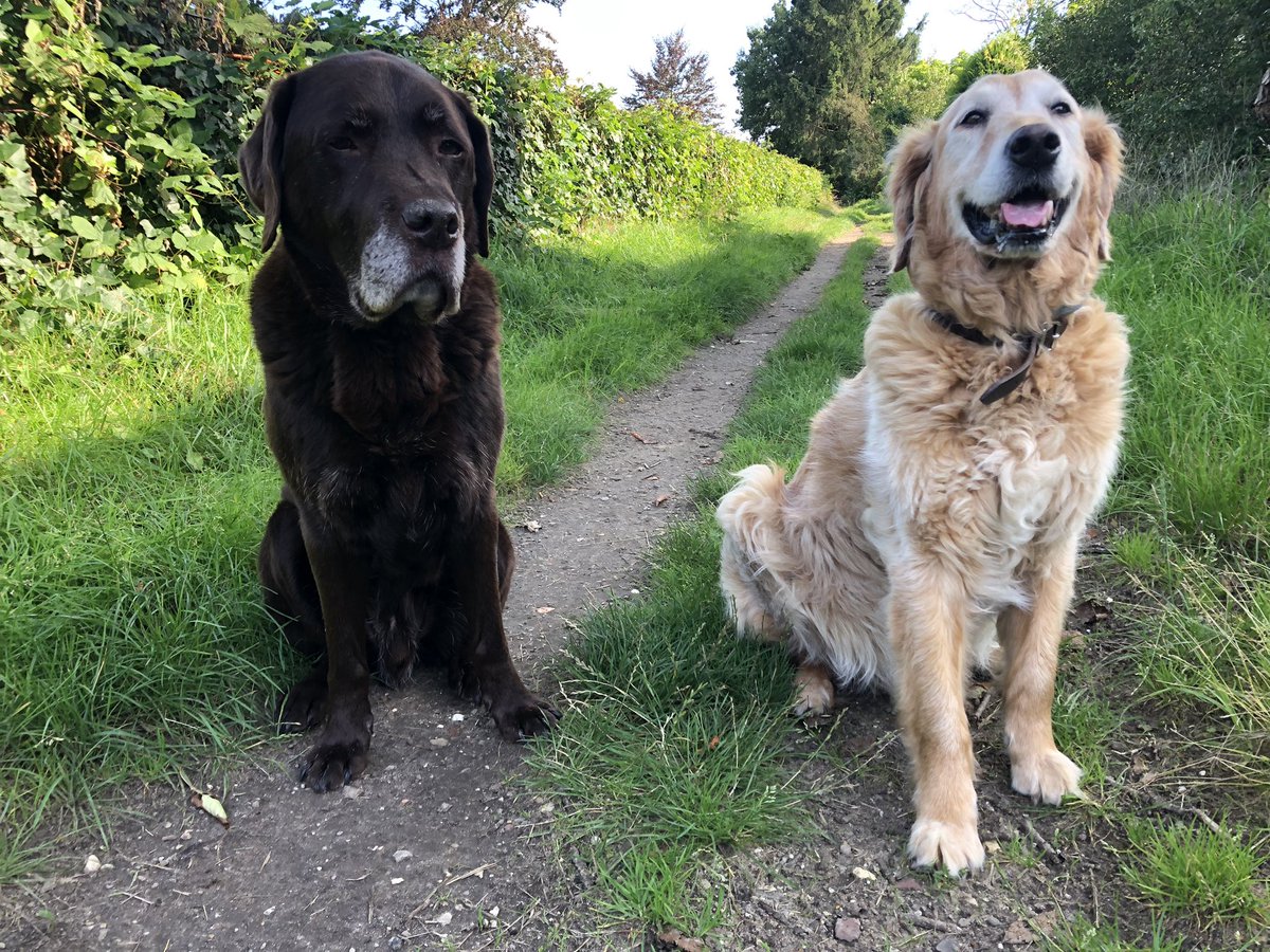 Posing for some pics…🙈🤣😎🙂 #nofilter #buddies #lateafternoon #walk #bettertogether #twitter #frodo #mrcool #labradors #labradorlife #labradoroftheday #labradorworld #adogslife #chocolatelabradors #klaas #mrhappy  #goldenretrievers #hometown #photography #thenetherlands