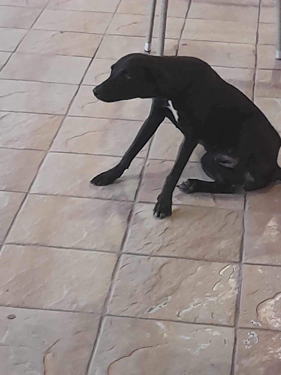 LuvPugFDN's tweet photo. Rescue mission status- We were able to trap and take this sweet female dog to the vet to be spayed.
She was in heat, so we are paying the vet boarding fees/meds for 5 days, then she will have to be released back to the streets b/c all rescues are full https://t.co/l1GcwvjgIK