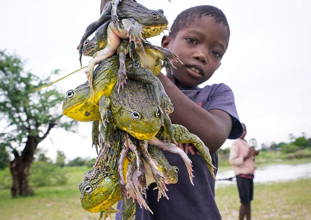 AfricaFactsZone's tweet photo. In Namibia, African Bullfrogs are eaten as a delicacy and are known as omafuma. They have poison inside them, and eating them when they are not properly cooked or before they are mature can cause kidney failure. https://t.co/q80puuvNML
