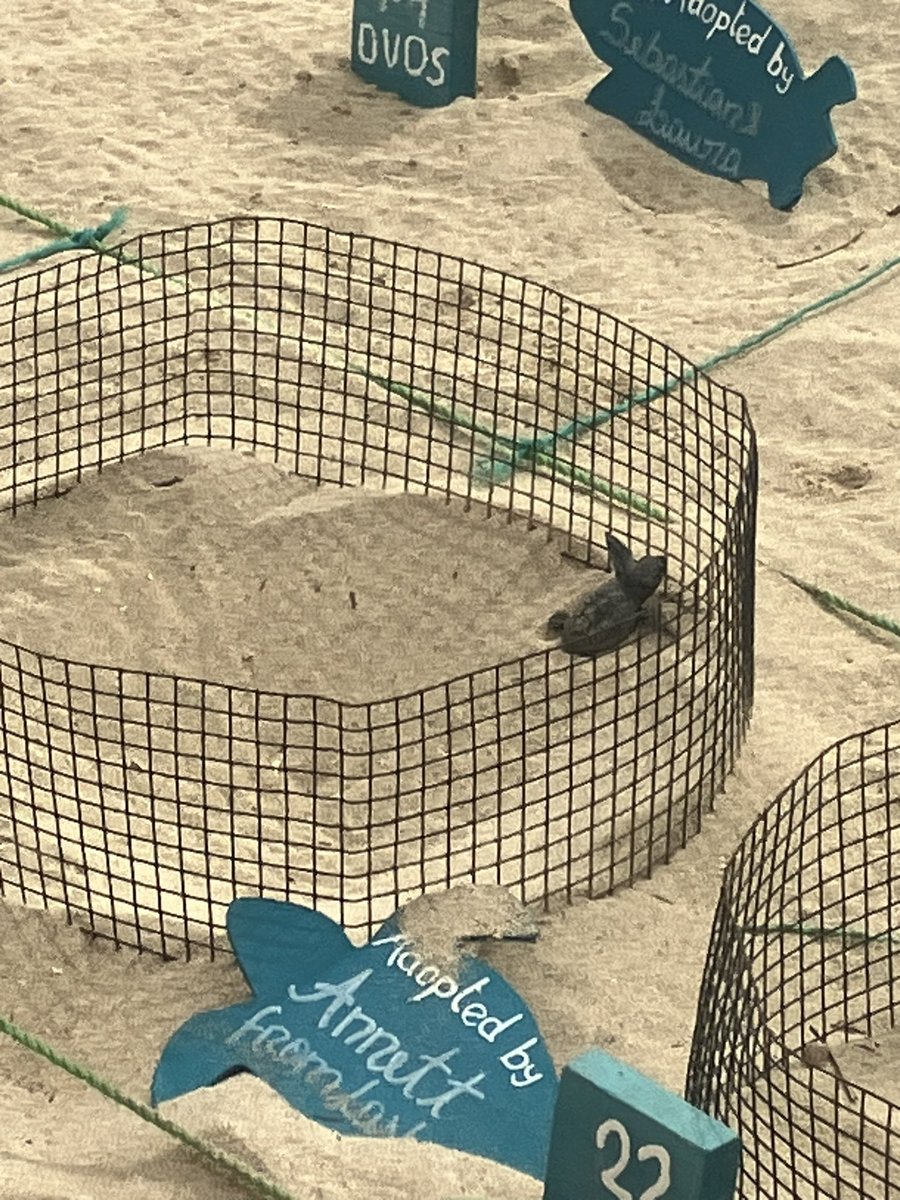 FredNGingaBuns's tweet photo. @17guinness It’s conservation project n during laying n hatching season the team of volunteers patrol safe beach area 8pm-8am every night 2 protect from dogs n poachers,any risky nests r moved 2 safety 2,tours raise funds n u can sponsor 2,it’s big success n mrs #Hoom saw 1 hatch in pen🐰🐢 https://t.co/Y58sp49jj1