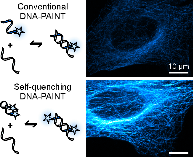 HeilemannLab (👉🏻 heilemannlab.bsky.social) (@heilemannlab) on Twitter photo Do you work with 🧬DNA-PAINT or DNA-STED? 👉🏻We made DNA labels that are twice as bright and show lower background. How? Self-quenching of two fluorophores. Out now in <a href="/angew_chem/">Angewandte Chemie</a> doi.org/10.1002/anie.2… Fantastic work by a great team 🙏 (details 👇🏻) Do you work with 🧬DNA-PAINT or DNA-STED? 👉🏻We made DNA labels that are twice as bright and show lower background. How? Self-quenching of two fluorophores. Out now in <a href="/angew_chem/">Angewandte Chemie</a> doi.org/10.1002/anie.2… Fantastic work by a great team 🙏 (details 👇🏻)