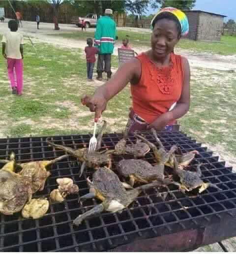 AfricaFactsZone's tweet photo. In Namibia, African Bullfrogs are eaten as a delicacy and are known as omafuma. They have poison inside them, and eating them when they are not properly cooked or before they are mature can cause kidney failure. https://t.co/q80puuvNML