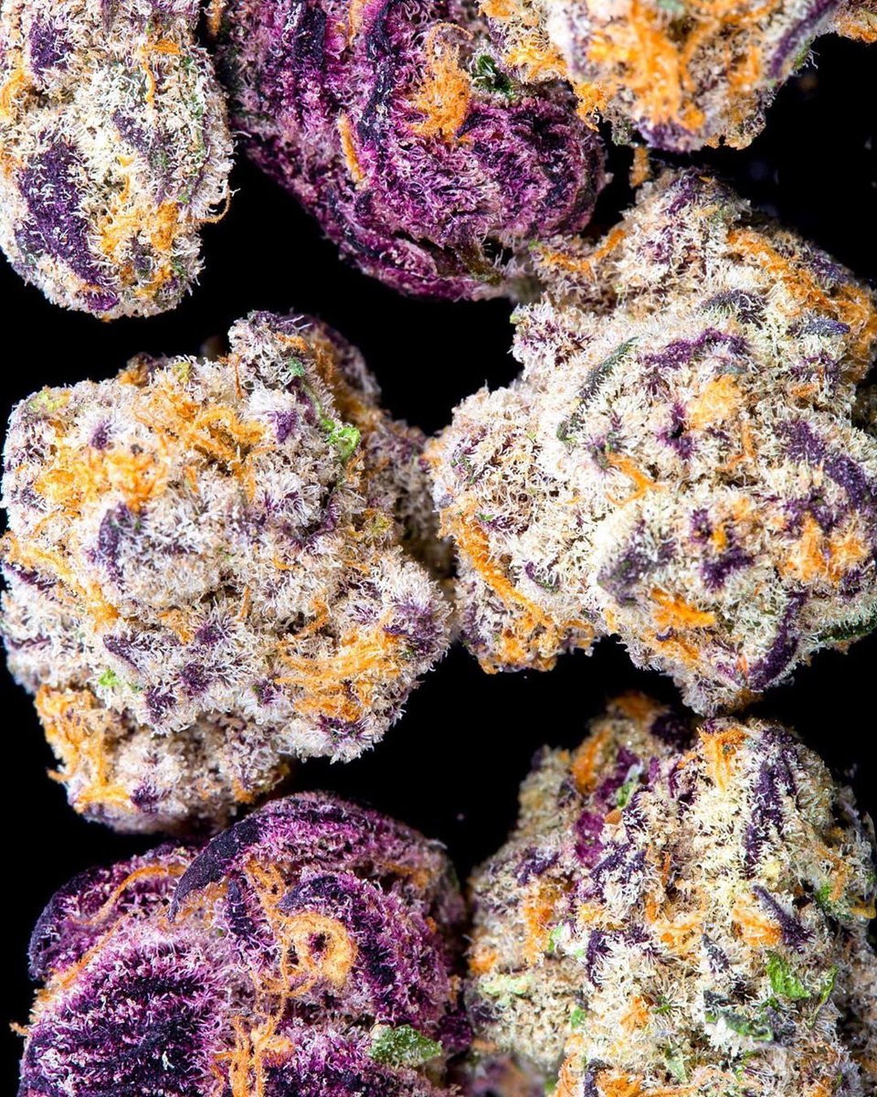 cannabishub's tweet image. A combination of genetics 🧬, chemical 🧪, and environmental factors ❄️ all contribute to the purple coloring of the flowers.

🌿 Lava Cake
📸 chewberto420