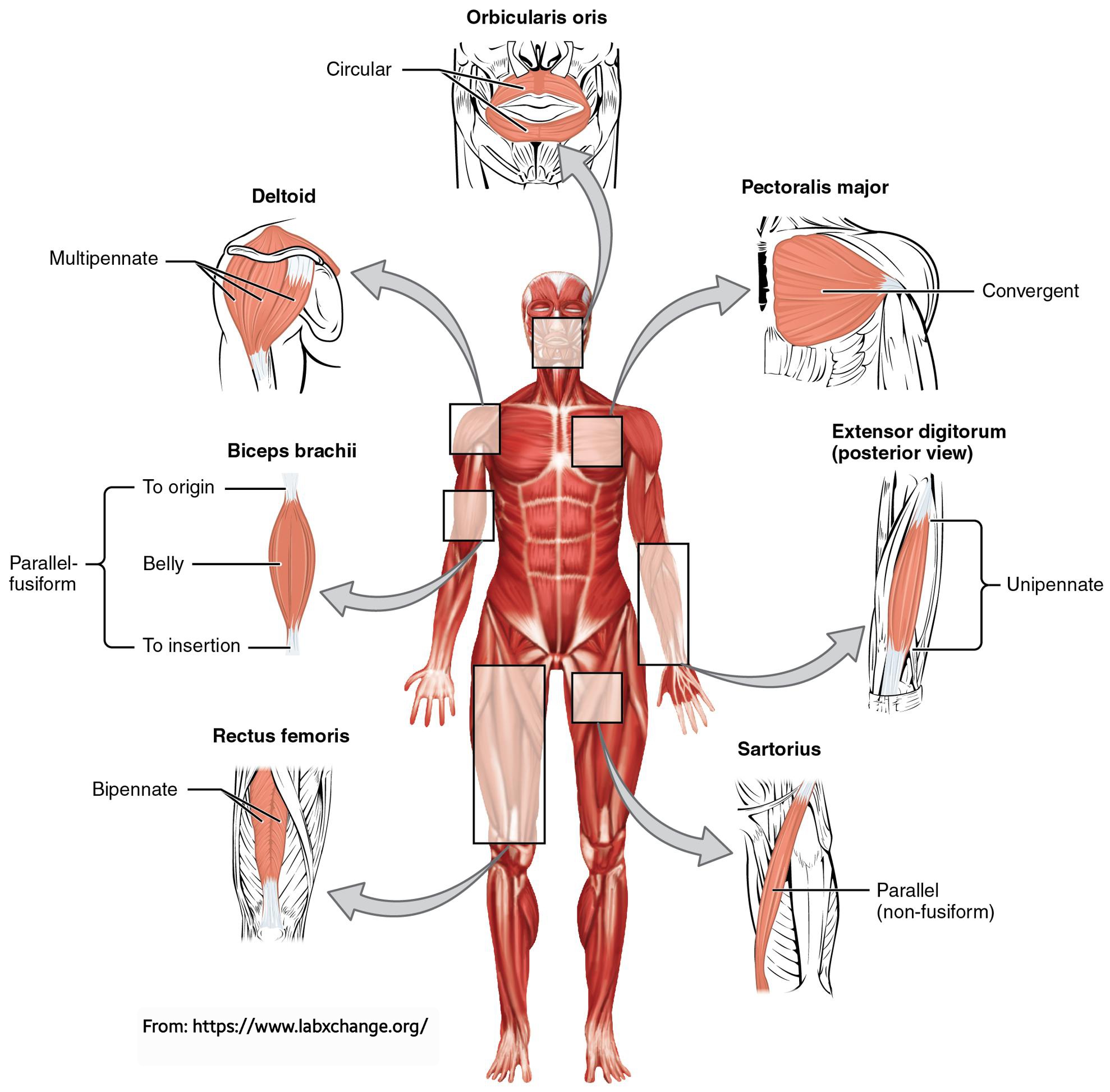 Dr. OMID BANDARCHI on X: Anterior shoulder muscles, also called the pectoral  muscles, attach the upper extremity to the clavicle and the thoracic cage.  These muscles include the pectoralis major, pectoralis minor