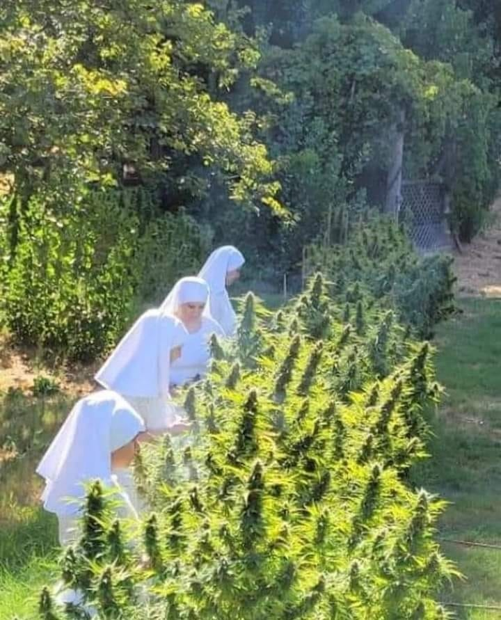These nuns are the "Sisters of the Valley". 

They consider growing the plant to be a spiritual activity.