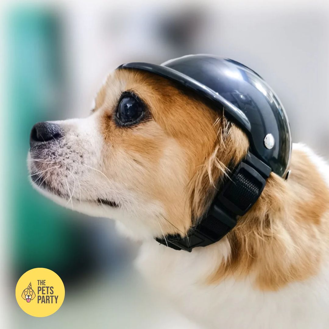 ThePetsParty's tweet photo. Ready for some pawsome adventures? Our pet #helmet is designed to keep your pet safe and stylish on every ride!🐶Durable, comfy, and adjustable – it's the ultimate accessory for #pets!🐾
https://t.co/LIsZiZODIn

#DoggyAdventures #PuppyCare #DogParenting https://t.co/DJu0l18Yai