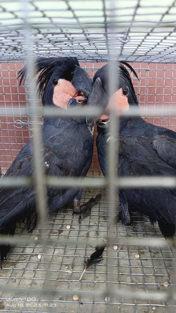 6thAPBn's tweet photo. Palm Cockatoo birds were recovered by Dholaikhal BOP personnel of 6th APBn bordering Mizoram today and handed over to local PS.
@assampolice 
@DGPAssamPolice 
@HardiSpeaks 
@CMOfficeAssam https://t.co/hS5Z2vxHqr