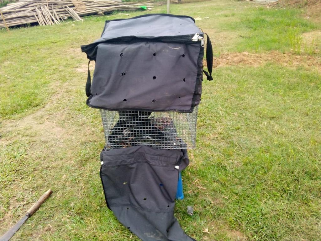 6thAPBn's tweet photo. Palm Cockatoo birds were recovered by Dholaikhal BOP personnel of 6th APBn bordering Mizoram today and handed over to local PS.
@assampolice 
@DGPAssamPolice 
@HardiSpeaks 
@CMOfficeAssam https://t.co/hS5Z2vxHqr