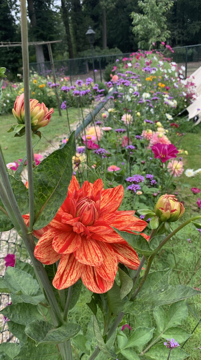 Bloemen overal #bloemen 
Daar wordt je toch blij van. Wat ben ik blij dat ik van het voorjaar heb doorgezet met de droogte en water heb gegeven. Zie hier het resultaat 😊 #tuinieren #blijei