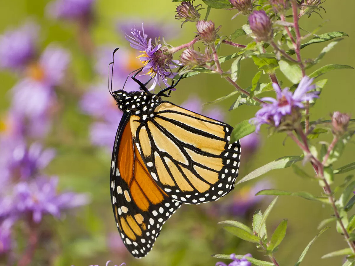 RBGCanada's tweet photo. Throughout their life cycle, Monarchs need different host plants to help them survive. From egg to adult, here's some tips for planting for Monarchs: https://t.co/VONix9jgxj #FeelTheFlutter #FlightOfTheMonarch Day https://t.co/SLOPdkRUiL