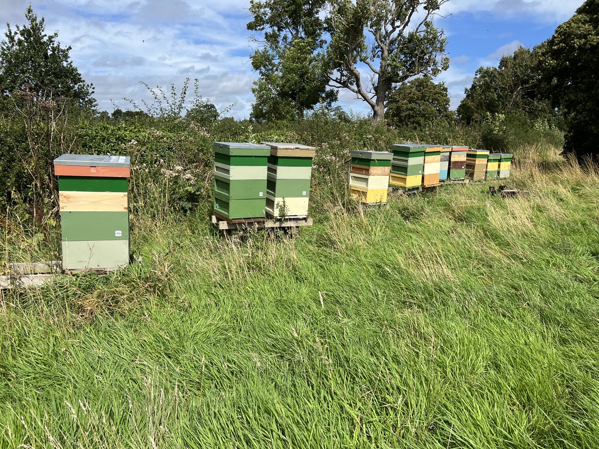 A thought for next year, permanent apiaries. Did not have time to move two apiaries to rape or heather. In both cases they brought in honey from both crops. #beefarming #beekeeping #northumberland #heather #honey