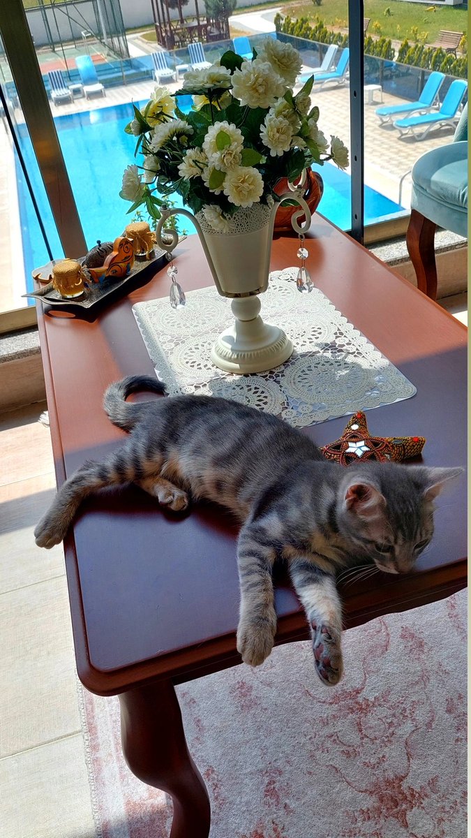 Evimin maskotu Lokum... 😸