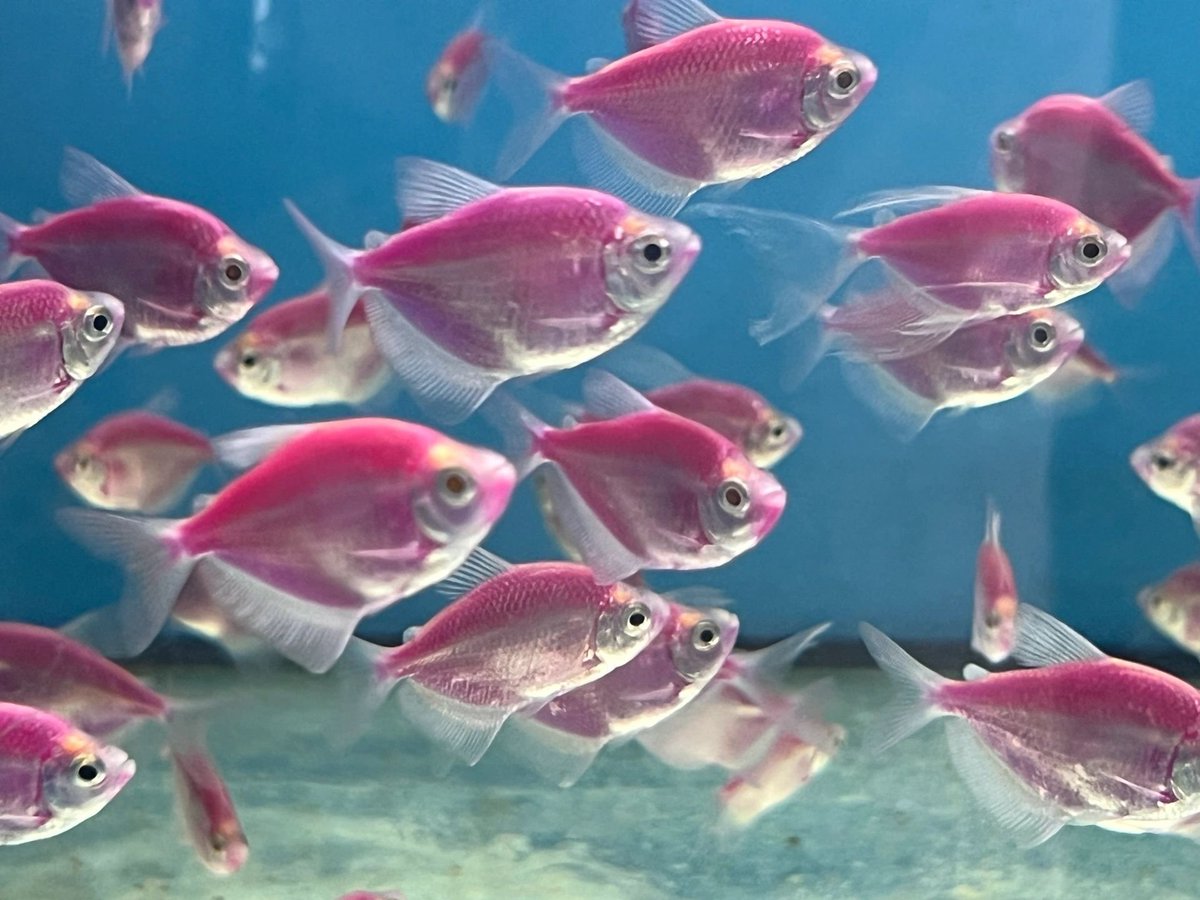 週末の水族館旅行です!
かわいいお魚ですね😆🐟🐟