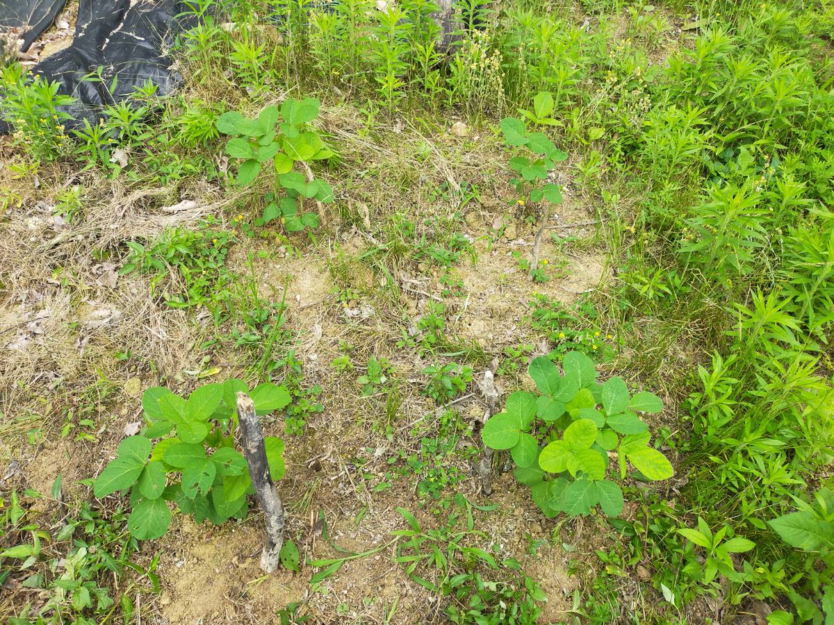orbmomo's tweet photo. 黒豆を桃畑の隅に植えてたのだけれど、ある日見たらこんなになってた…切られたみたいに。これは鳥害？人に鋏で切られたみたいな感じ…。どなたか教えて下さい…。
#農業
#新規就農
#家庭菜園
#農家
#教えてください 
#黒豆 https://t.co/EYuZwX0PFY