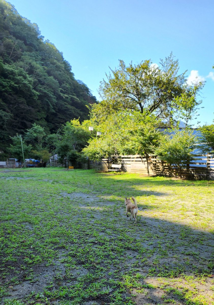 kobachibi007's tweet photo. 今日は川遊びに行ってきました。
泳いで、歩いて、走って楽しかったね。
#ドッグイベントクラブ 
#おでか犬 https://t.co/p1ROyapYWH