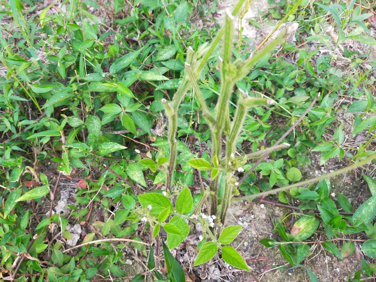 orbmomo's tweet photo. 黒豆を桃畑の隅に植えてたのだけれど、ある日見たらこんなになってた…切られたみたいに。これは鳥害？人に鋏で切られたみたいな感じ…。どなたか教えて下さい…。
#農業
#新規就農
#家庭菜園
#農家
#教えてください 
#黒豆 https://t.co/EYuZwX0PFY