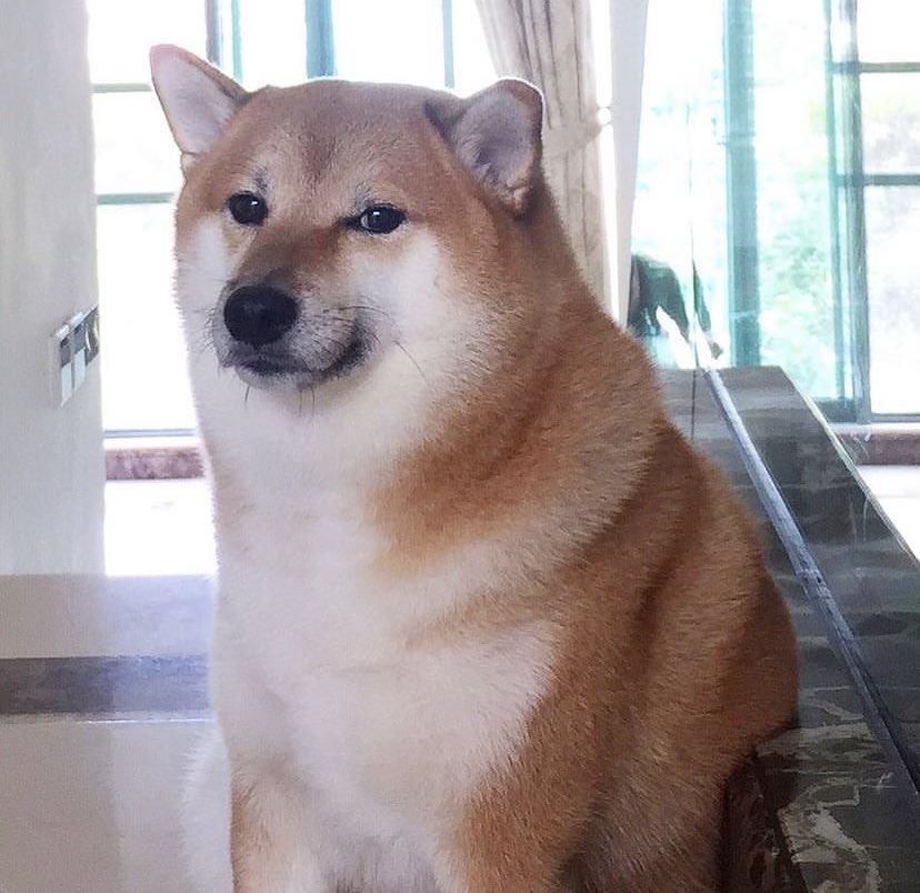 Balltze, the Shiba Inu behind the iconic “Cheems” meme passed away yesterday morning according to his owner. 😔

Rest in peace, Balltze. You will go down in history and live on through your memes forever. 🐶❤️